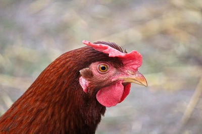 Closeup of a brown chicken head and comb