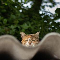 Portrait of cat relaxing on tree