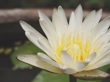 Close-up of white flower blooming outdoors