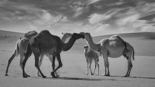 Camels on desert against sky