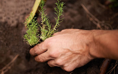 Cropped hand of man holding plant