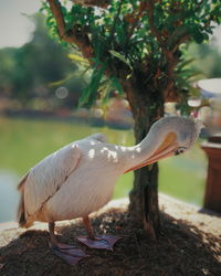 Close-up of bird perching on tree