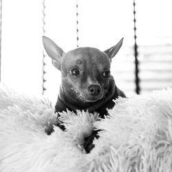 Close-up portrait of a dog