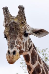 Close-up portrait of giraffe against sky