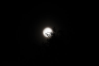 Low angle view of silhouette tree against sky at night