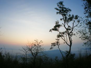 Silhouette trees against sky during sunset