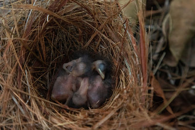 High angle view of bird in nest