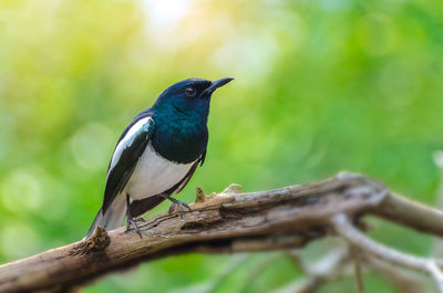 Close-up of bird perching on branch