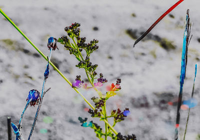 Colorful outside nature weeds 