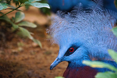 Close-up of a victoria crowned pigeon 