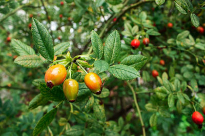 Close-up of tomatoes growing on plant