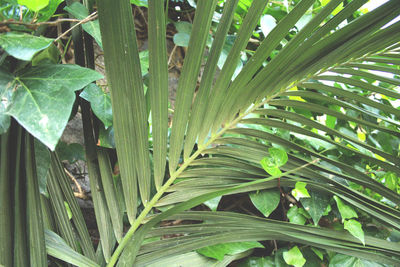 Close-up of green leaf in forest