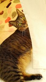 Close-up portrait of cat sitting on floor