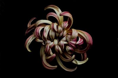 Close-up of flowers over black background