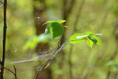 Close-up of bird perching on plant