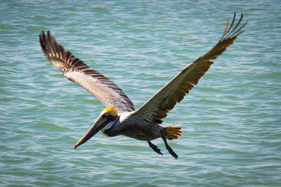 Bird flying over water