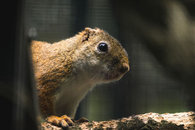 Close-up of a squirrel 