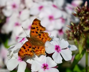 Close-up of butterfly on pink flower