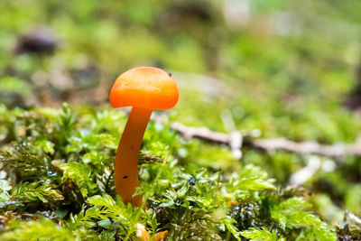 Close-up of orange mushroom growing on field