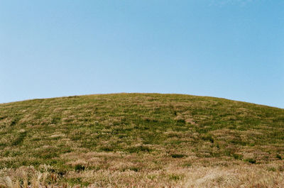 Scenic view of grassy field against clear sky