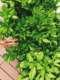 Midsection of person with green leaves