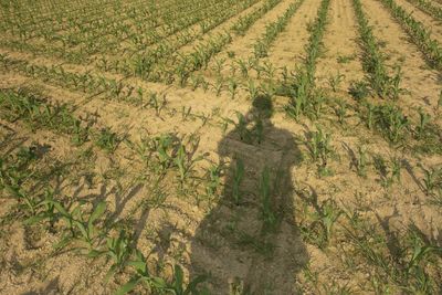 Field of young corn or maize, green plants in the soil