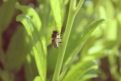 Close-up of insect on plant