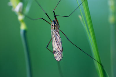 Close-up of insect on leaf