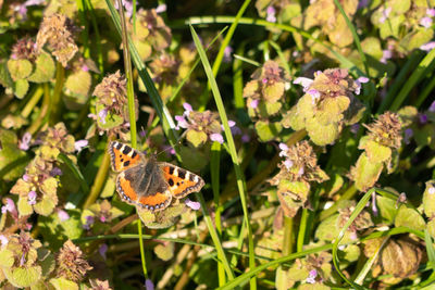 Close-up of butterfly pollinating on purple flower