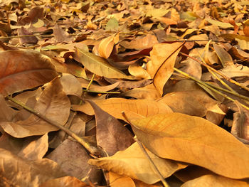 Close-up of autumn leaves on field