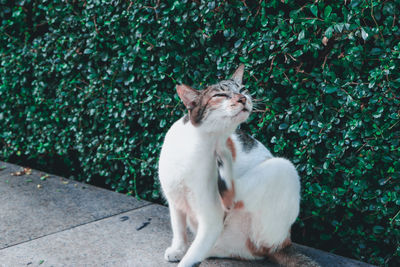 Cat sitting by plants