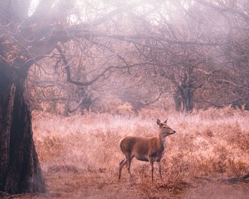 Deer in a forest