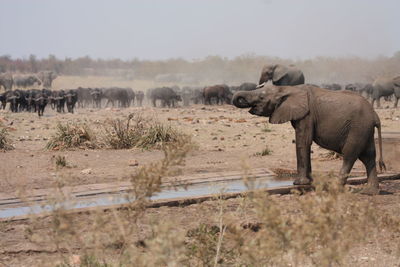 Elephants on land against sky