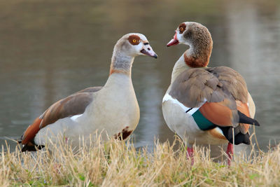 Ducks on a field