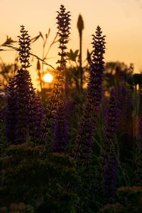 Close-up of purple flowering plants on field during sunset