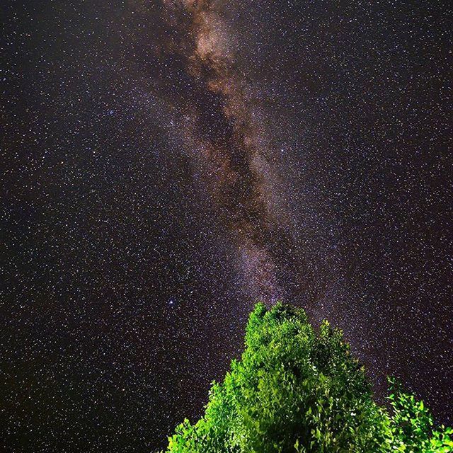 star - space, night, star field, astronomy, galaxy, beauty in nature, star, tranquility, nature, scenics, tranquil scene, infinity, space, sky, low angle view, idyllic, tree, milky way, growth, no people