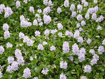 Close-up of white flowering plants on field