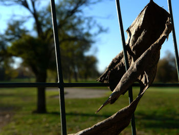 Close-up of lizard on fence