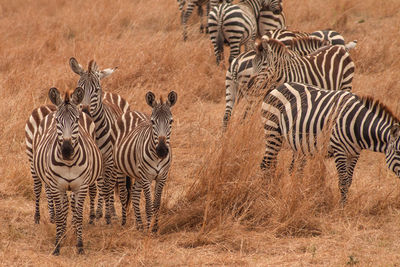 View of zebras