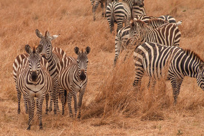 View of zebras