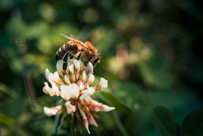 Close-up of bee pollinating on flower