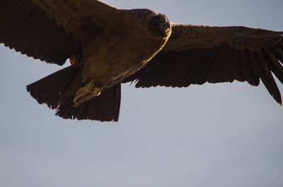 Low angle view of eagle flying