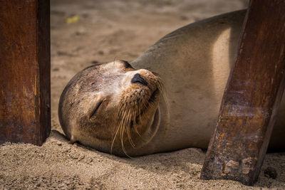 Close-up of seal sleeping at beach