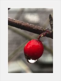 Close-up of strawberry on tree