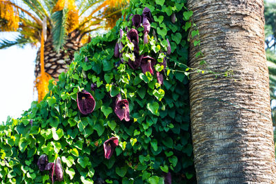 Close-up of ivy on tree trunk