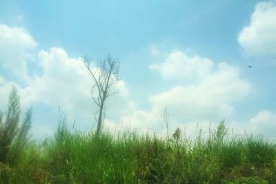 Grass growing on field against sky