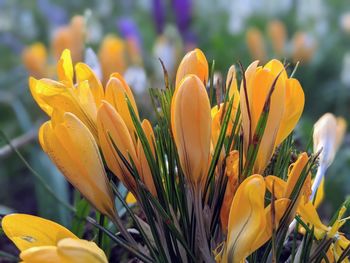 Close-up of yellow crocus flowers on field