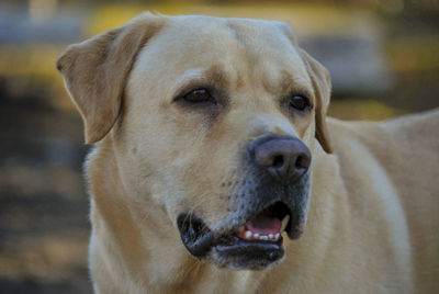 Close-up of dog looking away