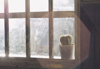 Potted plants on window sill