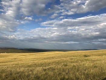 Scenic view of agricultural field against sky